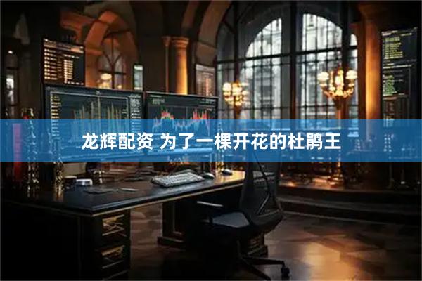 龙辉配资 为了一棵开花的杜鹃王